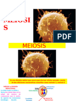 13 Meiosis y Gametogenesis PDF