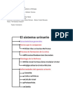 El Sistema Urinario