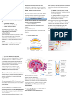 EMBRIO Del Aparato Cardiovascular