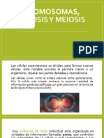 Cromosomas, Mitosis y Meiosis