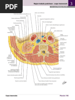 Région Lombale Postérieure Coupe Transversale