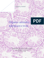 Histología Del Sistema Reproductor