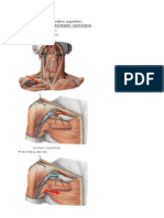 Músculos Del Miembro Superior