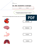 Guía Organos de Nuestro Cuerpo 2° Basico