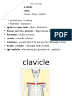 Anatomy of The Clavicle, Scapula and Humerus