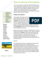 Flow of Matter and Energy in Ecosystems