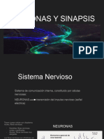 NEURONAS Y SINAPSIS