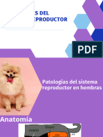 Sistema Reproductor - Clinica de Pequeños Animales