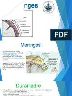 MENINGES