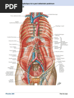 Vaisseaux et noeuds lymphatiques de la paroi abdominale postérieure