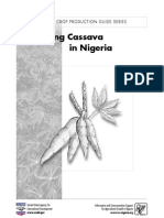 Cassava 02