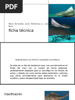 Tiburon Angel Del Pacifico, Zoologia