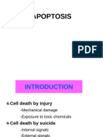 apoptosis