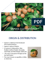 Sapota Cultivation