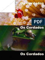 cordados