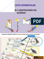 CLASE 4 ESQUELETO APENDICULAR (segunda parte sincrónica)