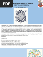 Neuroanatomia Sistema Motor