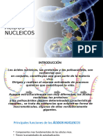 ÁCIDOS NUCLEICOS