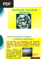 Copia de AA.6.Morfologíacolonialmicroscopica