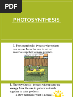 Photosynthesis PP