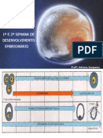 1 e 2 Semana de Desenvolvimento Embrionário