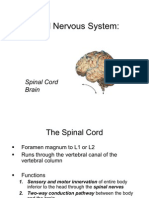 Lecture 13 - Central Nervous System