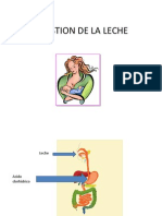 Digestion de La Leche