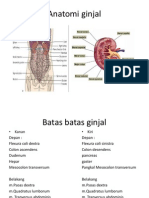 Anatomi Ginjal