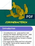 Cory Ne Bacterium