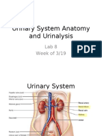 Lab 8-Urinary System Anatomy and Urinalysis