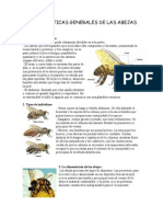 Características Generales de Las Abejas