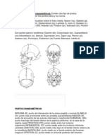 Principales Puntos Craneomètricos