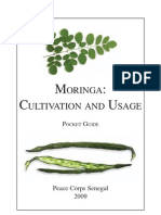 Moringa Cultivation and Its Uses