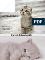 Presentación Anestesia en Felinos