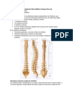 Columna Vertebral