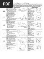 Reading Cat Body Language