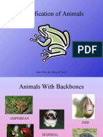 Classification of Animals