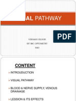 Visual Pathway