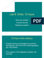 Chick Embryo 72 Hours