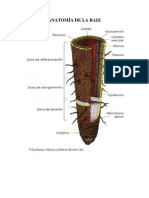 Anatomia de La Raiz