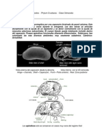 Ostracoda