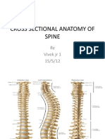 Cross Sectional Anatomy of Spine