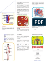 Aparato Circulatorio (Word Triptico)