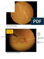 Imagens Histologia
