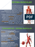 El Sistema Muscular