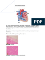 Anatomia e Histología Cardiovascular