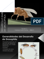 Desarrollo Embrionario de Drosophila