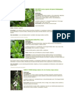 Plantas Medicinales