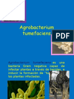 Agrobacterium - PPTM (Autoguardado) (Autoguardado)