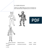 Estructura Del Cuerpo Humano